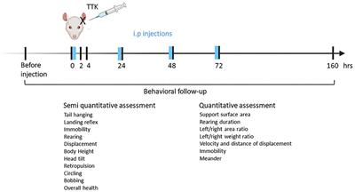 Characterization of Thyroid Hormones Antivertigo Effects in a Rat Model of Excitotoxically-Induced Vestibulopathy